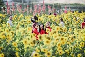 Địa chỉ vườn hoa Hướng Dương ở Đà Nẵng thu hút giới trẻ ngày