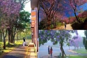 Top 10 mùa hoa đẹp nhất Đà Lạt