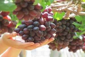 Vườn nho - Điểm đến không thể bỏ lỡ khi du lịch Ninh Thuận.