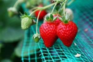 Đi Đà Lạt mà không ghé thăm vườn Dâu Tây công nghệ cao thì thật phí