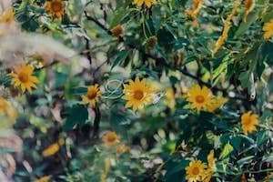 Lại một mùa Instagram vàng rực rỡ với dã quỳ Đà Lạt