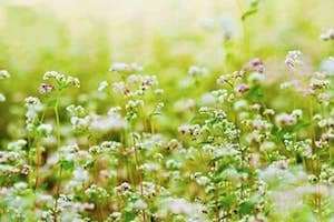 Cánh đồng hoa Tam Giác Mạch lại xuất hiện tại Đà Lạt