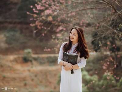 Mai anh đào nhuộm hồng sắc trời Đà Lạt