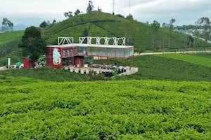 Đồi chè Cầu Đất Farm - địa điểm hấp dẫn khó bỏ qua.