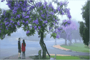 Trải nghiệm du lịch Đà Lạt 4 mùa đều là thiên đường