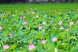 Đầm Sen hoa nở bạt ngàn - Điểm đến mới ở Nha Trang