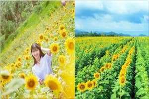 Đồng Hoa Mặt Trời đẹp như thiên đường tại Việt Nam