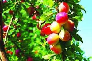 Ghé thăm vương quốc trái cây tươi của tỉnh Ibaraki.