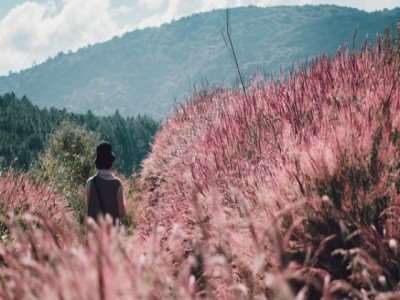 Một mùa hội cỏ hồng mới lại lung linh và huyền ảo