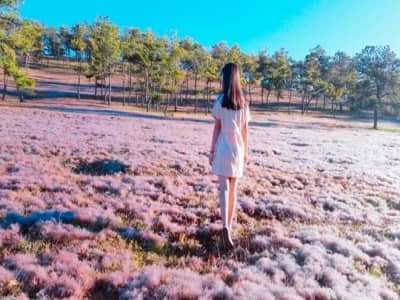 Đón chờ lễ hội Cỏ Hồng Đà Lạt năm 2019