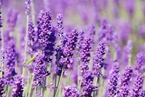 Cánh đồng hoa Oải Hương - Lavender ở Đà Lạt