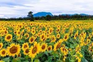 Cánh đồng hoa Hướng Dương lại xuất hiện tại Đà Lạt