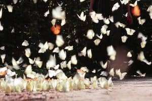 Lạc bước vườn cổ tích Cúc Phương mùa bướm về.