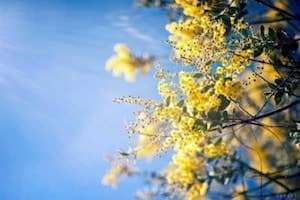 Hoa Mimosa - nàng Trinh nữ trên cao nguyên Đà Lạt