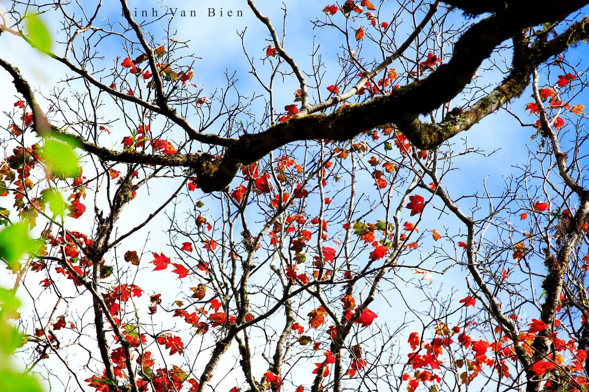 Ngắm l&aacute; phong tại Bidoup, N&uacute;i B&agrave;