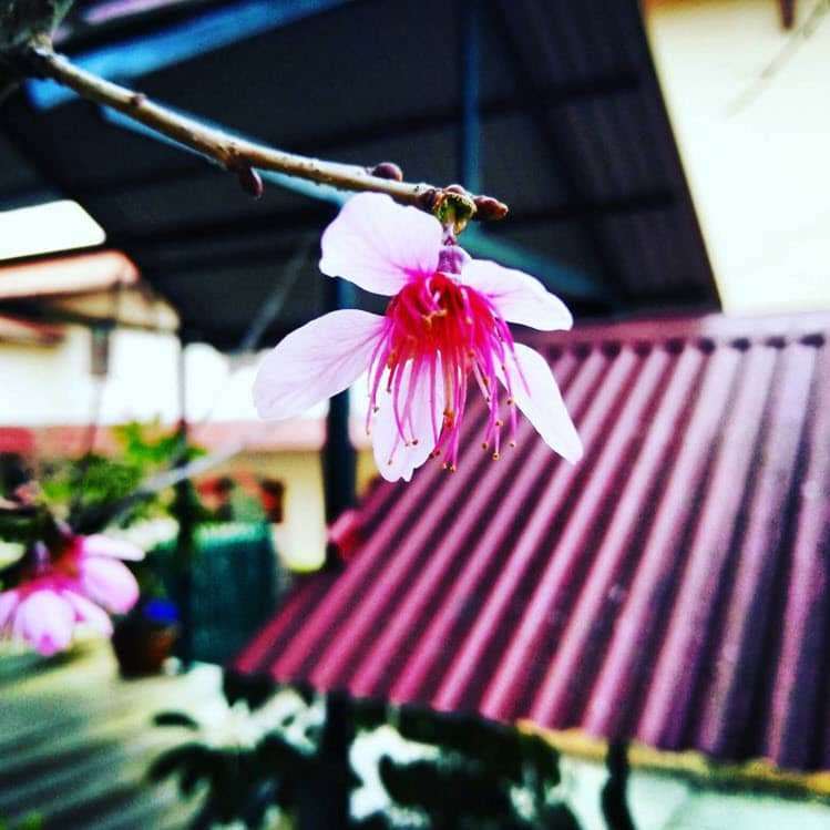 Cận cảnh ngôi trường lãng mạn nhất Việt Nam Cận cảnh ngôi trường lãng mạn nhất Việt Nam