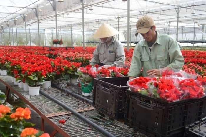 vẻ đẹp Đà Lạt vẻ đẹp Đà Lạt