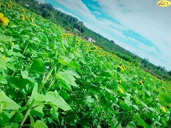 Cánh đồng Hướng Dương xuất hiện ở Lâm Hà Cánh đồng Hướng Dương xuất hiện ở Lâm Hà