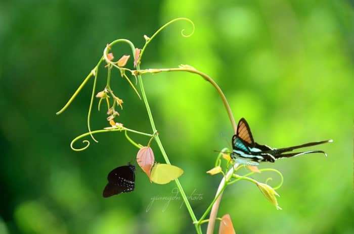 ch&egrave;o thuyền vượt ghềnh th&aacute;c tại Đ&agrave; Lạt