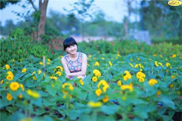 hoa hướng dương đà lạt hoa hướng dương đà lạt