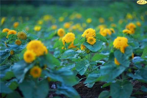 hoa hướng dương đà lạt hoa hướng dương đà lạt