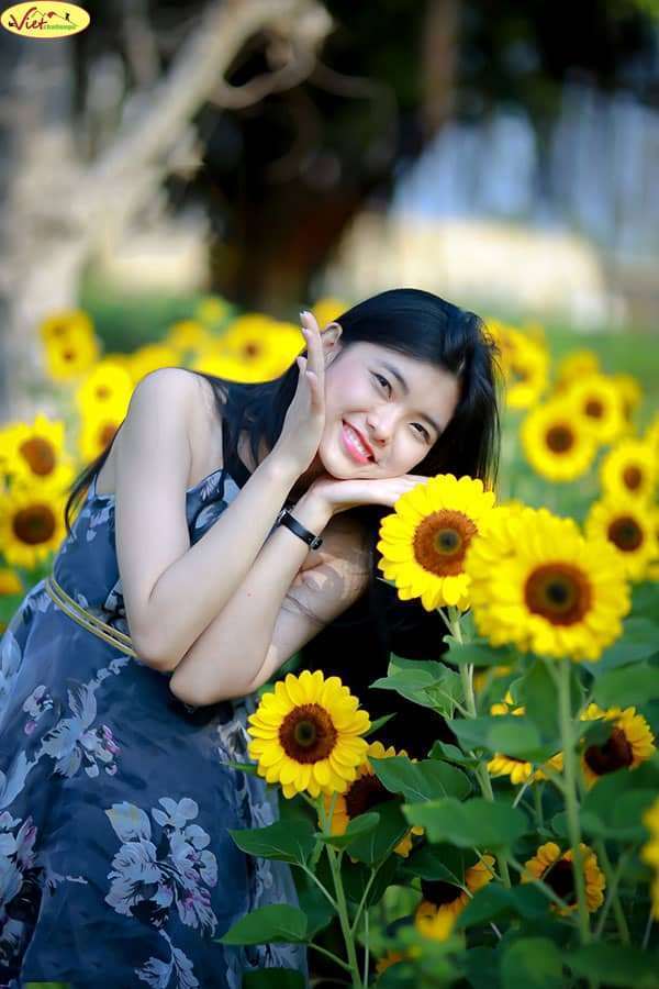 hoa hướng dương Đà Lạt hoa hướng dương Đà Lạt