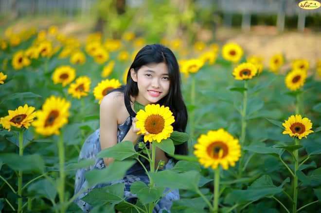 hoa hướng dương đà lạt hoa hướng dương đà lạt