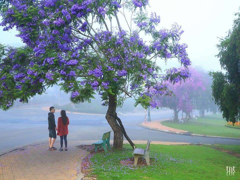 hoa mai anh đào Đà Lạt hoa mai anh đào Đà Lạt